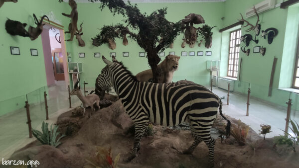 موزه آثار طبیعی و حیات وحش هفت چنار|تهرانگردی