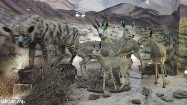 موزه پارک ملی خجیر و سرخه حصار|برزن
