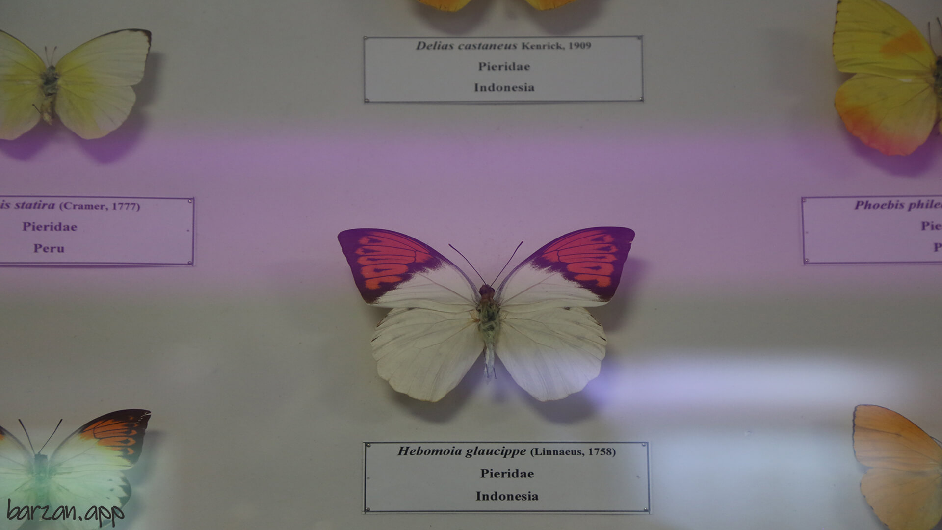 موزه حشرات