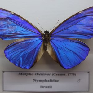 موزه حشرات
