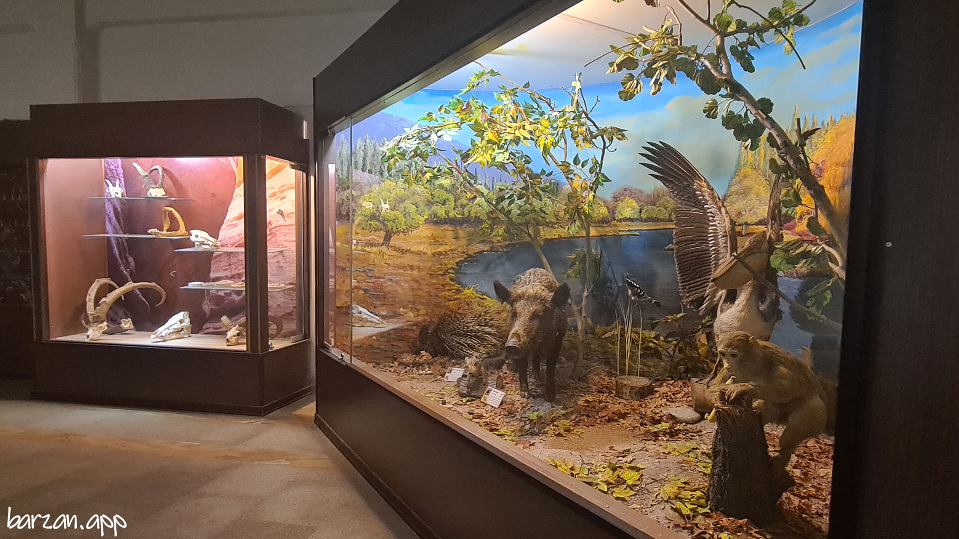 موزه تاریخ طبیعی و تنوع زیستی